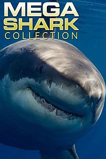 Mega Shark poster
